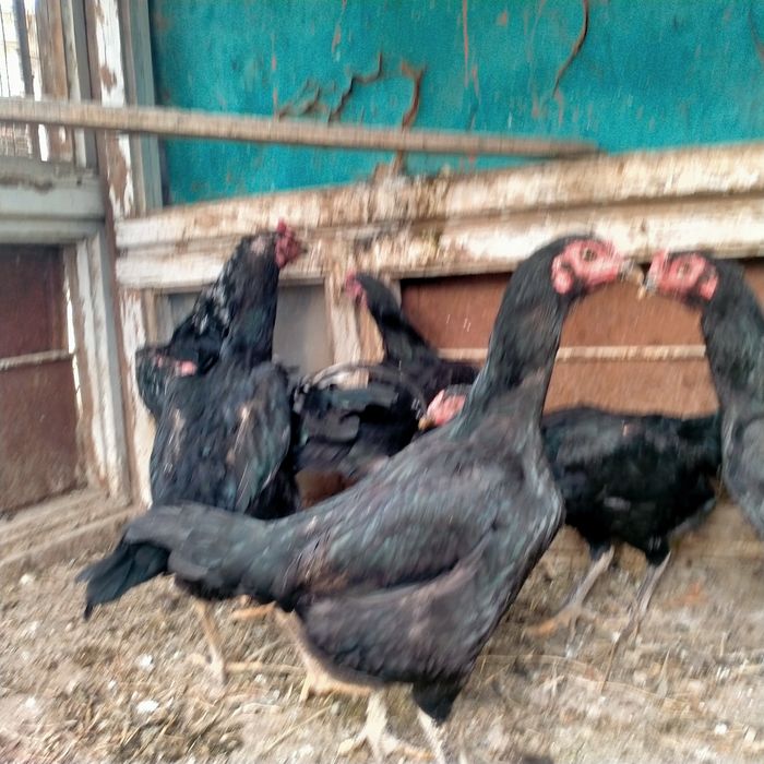 Дакендер сатылады