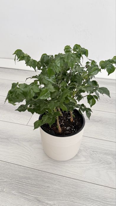 Радермахера- «изумрудное дерево»