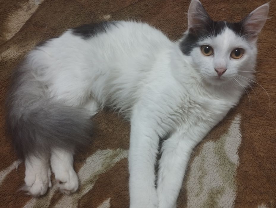 Отдам кота в добрые руки.