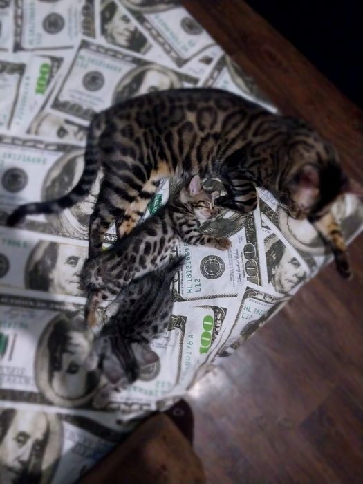 Продам бенгальских котят