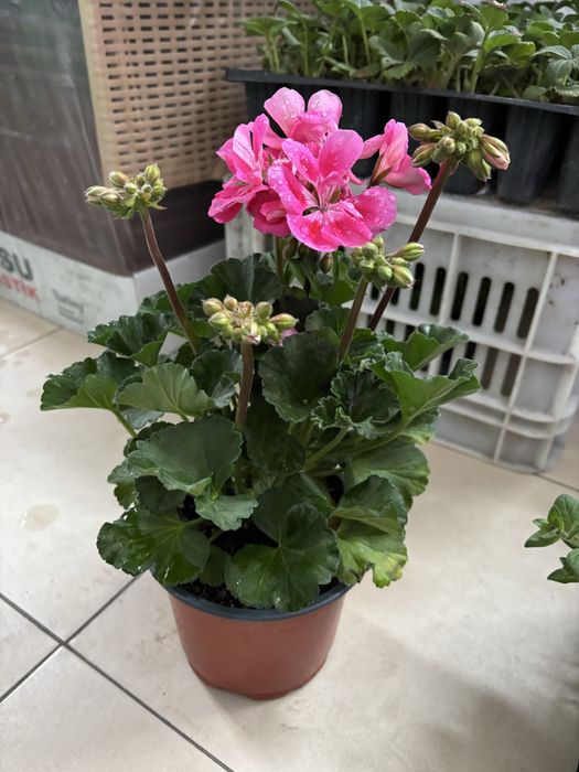 Мушкато, сакъзчета, маргаритки