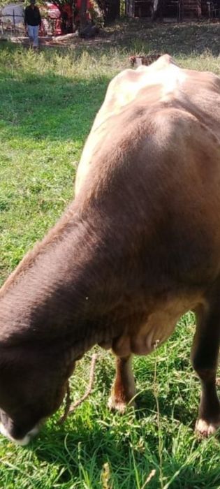 Вынужденый Забой