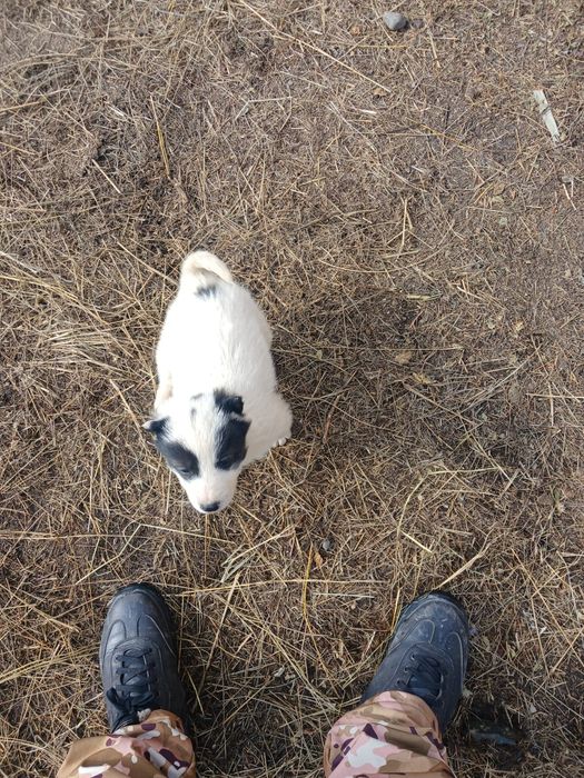 Срочно продам щенка лайки