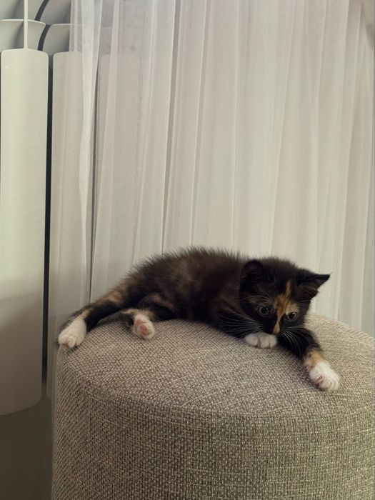 Котенок/кошка даром