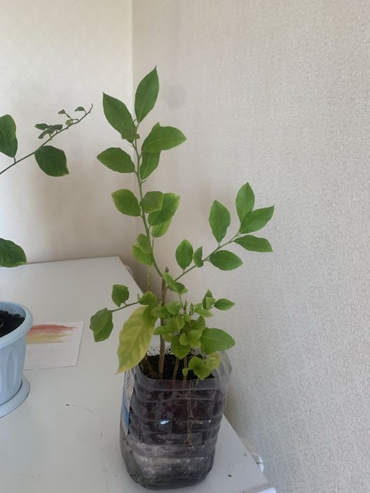 Лимон, манго, ананас, мандарин, финиковая пальма, гранат