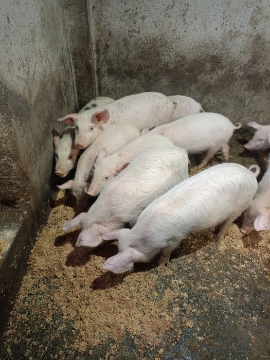 Малки прасета на три месеца