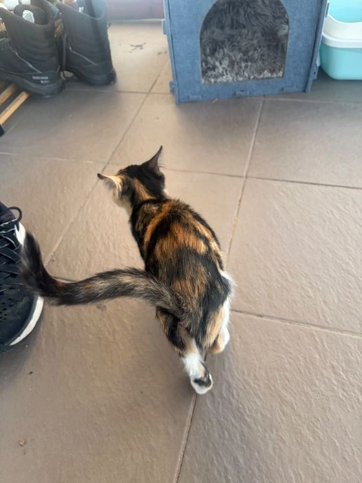 Pisica gratuita spre adoptie