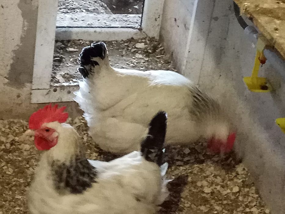 Яйцо куринное домашние