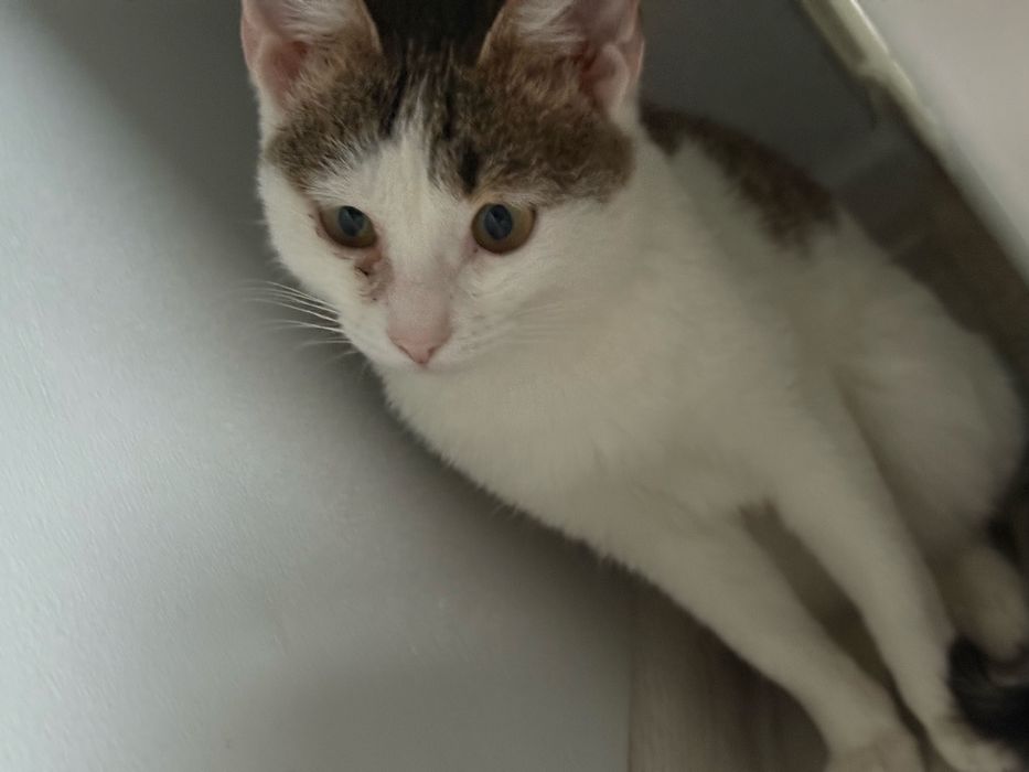 Котик в добрие руки