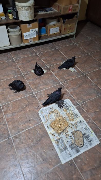 Птицы голуби канарейки