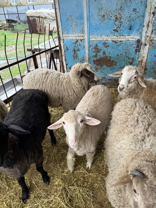 Бараны откорм  жирные