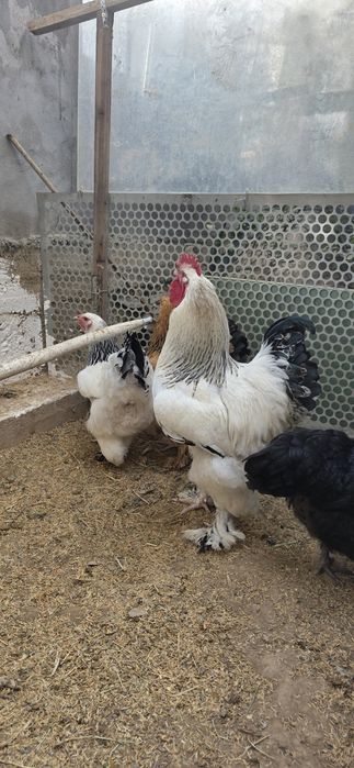 Брама  товуклар ва хуроз