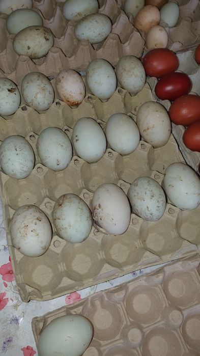 Vând rațe indiene alergătoare, ouă, boboci