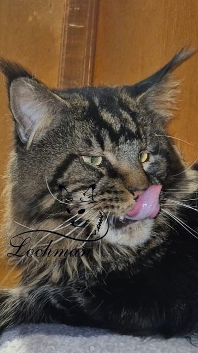 Мейн-кун котята с питомника