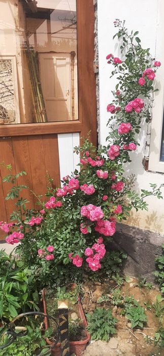 Цветы.     Цветы