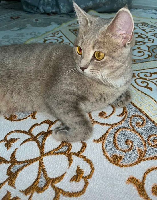 Продам котов срочно