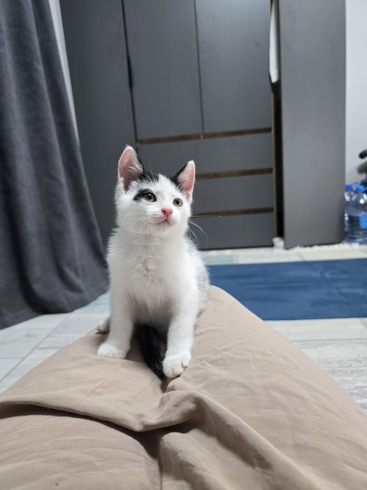 Котёнок мальчик 2,5 месяца