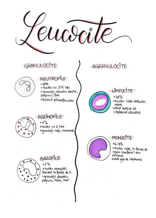 Schițe, Scheme și Sinteze Barron's pentru admiterea la medicină