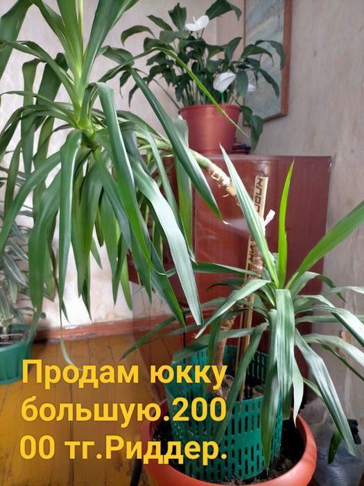 Пальма      Ю к к а