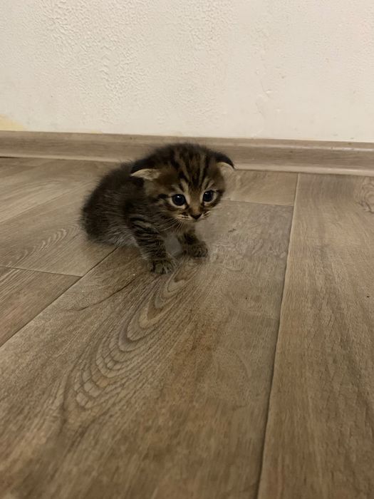 Продам чистокровных котят
