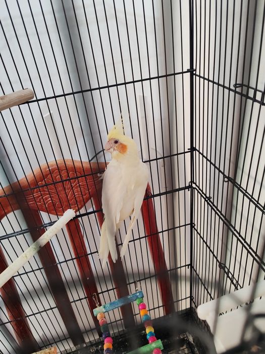 Продам попугаев коррелла.