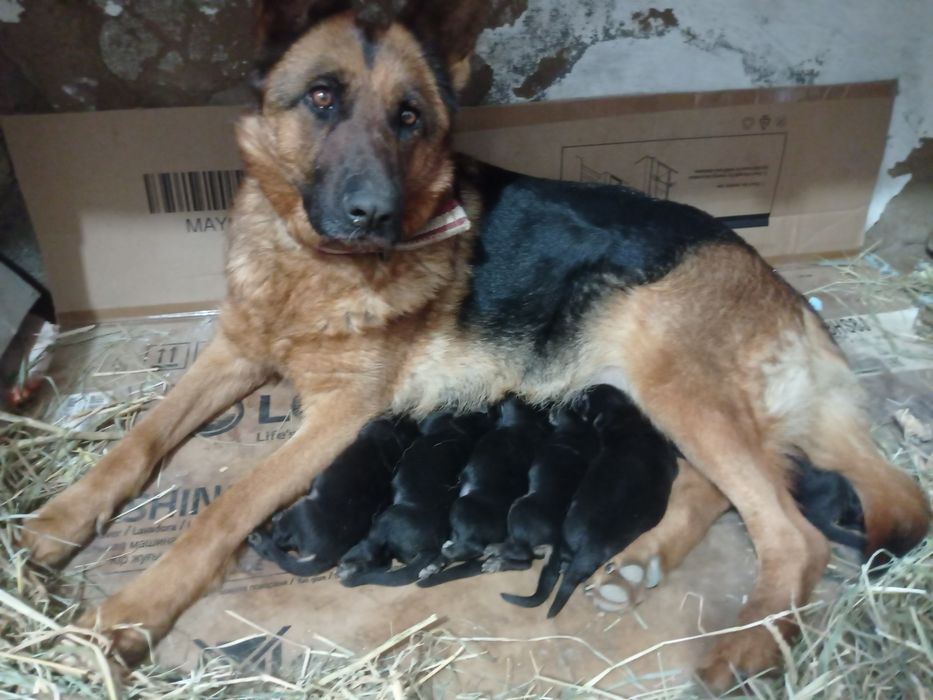 Продаю щенков немецкой овчарки