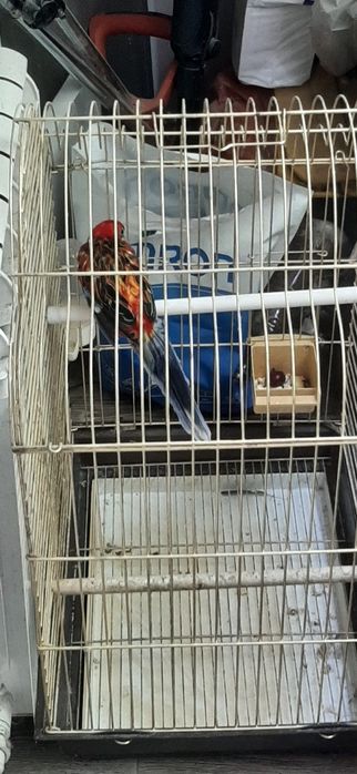 Розелла. гранатовый самец