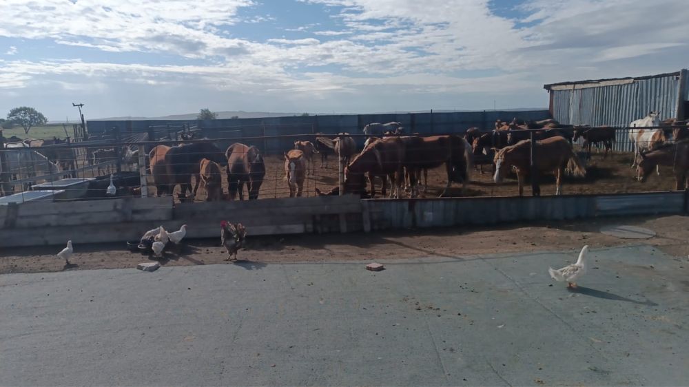 Продаются лошади!