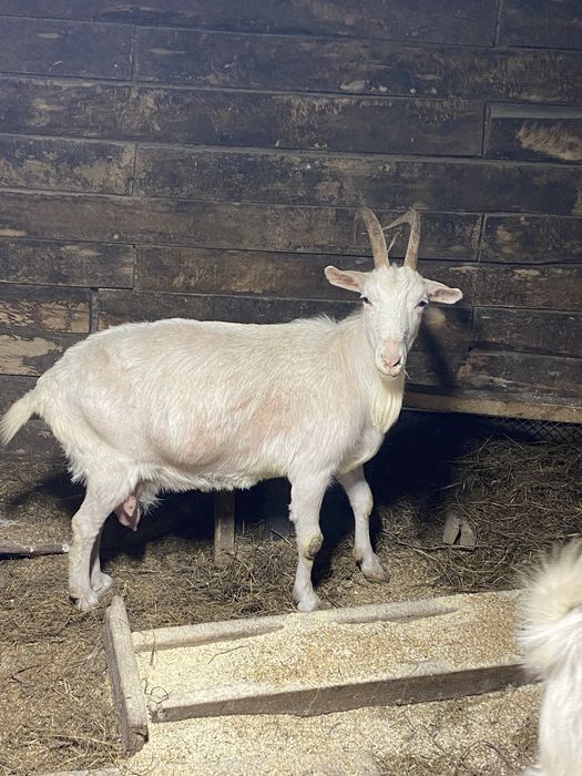 Продам коз срочно