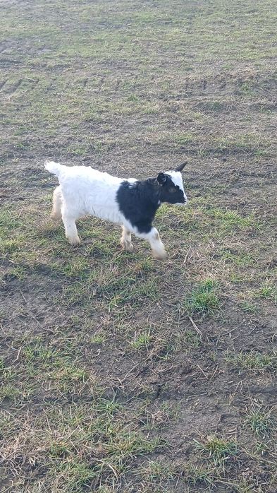 Iezi mari pentru Paște