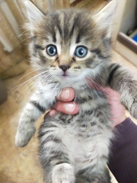 Котята британские вислоухие