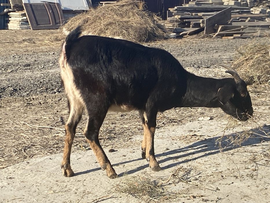 Нуби англо шыбыш 1 тума
