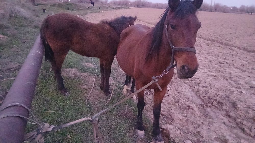 Biya sotiladi ona bola