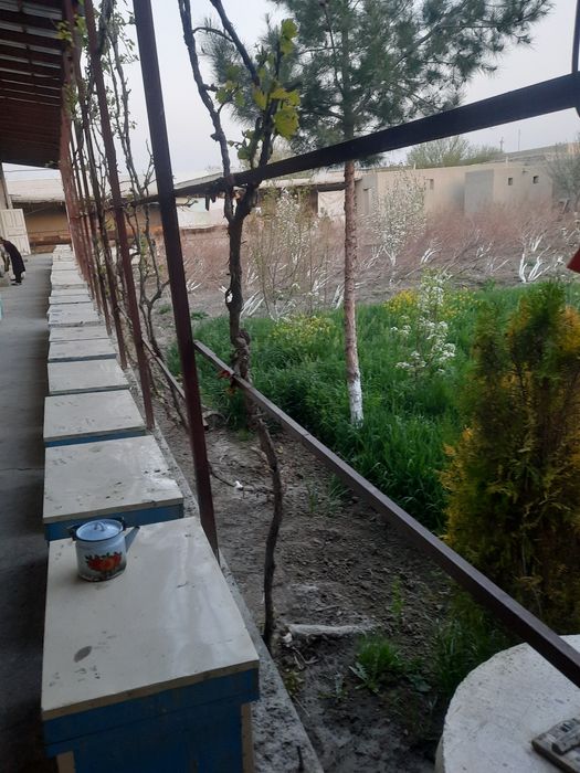 Asalari oilasi sotiladi 4 va 5 ramka