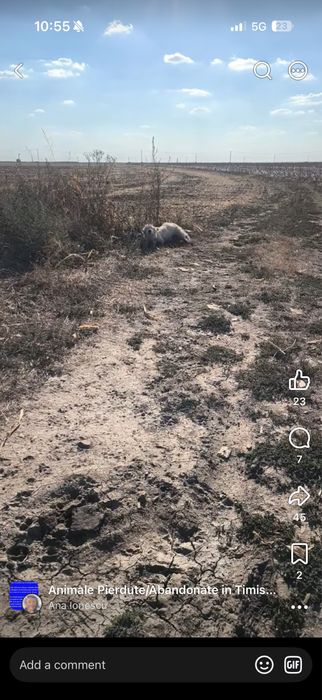 Donez câine  găsit pe câmp pentru adopție