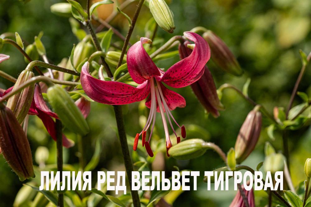 Продаются луковицы лилий(находятся Аксай ЗКО)