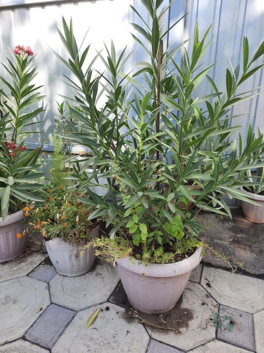 Цветы комнатные , живые