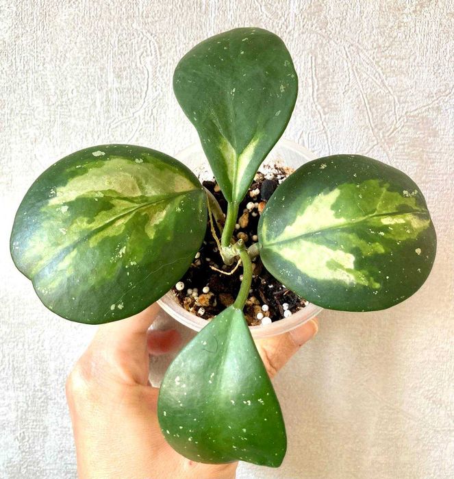 Сортовые хойи (обовата вар сплеш и др.) от 50 тысяч