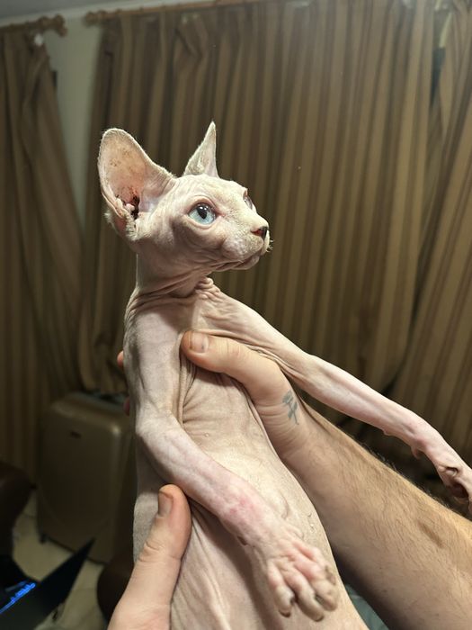 Сфинкс Котенце Sphynx