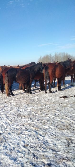 Продам жабагы еркек, мальчики..