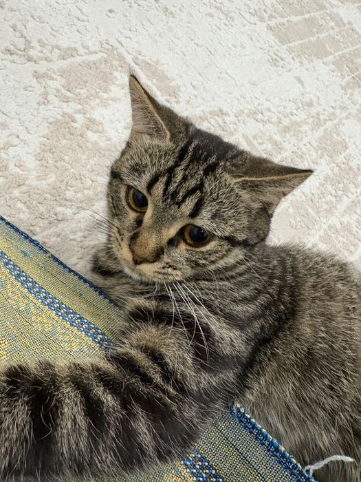 Отдам кошку добрые руки