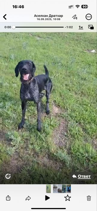 Собака дратхар охотничая рабочая 100%