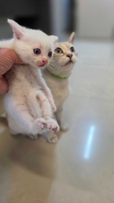 Котенок кошка котята