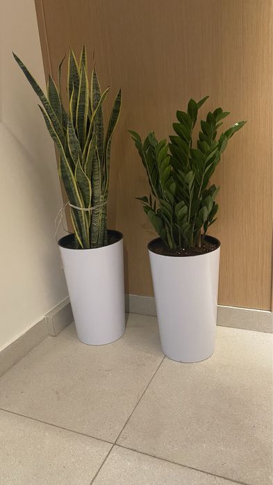 Gullar, Гуллар, Гул, Цветы, Цветок, Растения, Озеленения