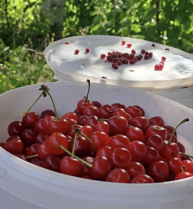 Продам вишню 5 литров