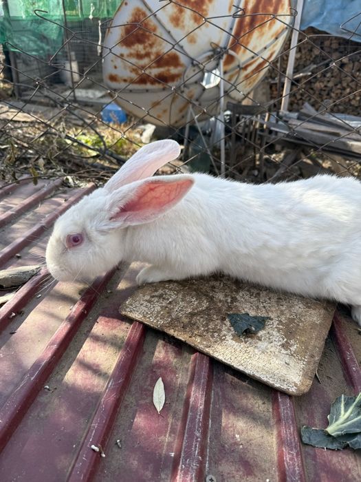 Кролики микс домащние