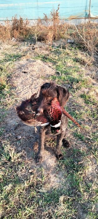 Дратхаар сатылады