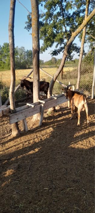 tap alpin francez de 2 ani