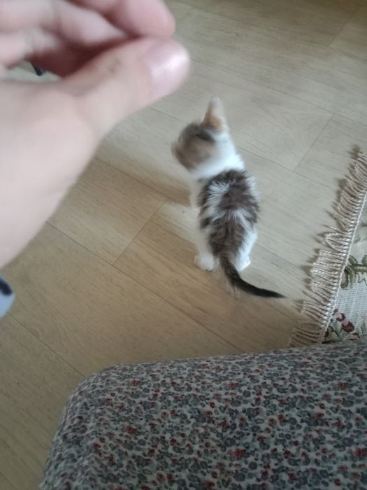 Отдам мальчика срочно