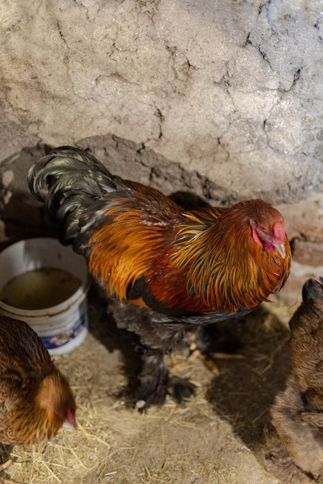 Vând familie brahma potarnichiu